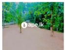 Land For Sale In Gampaha Kadawata